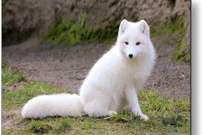 Raposa branca,White fox