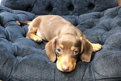 dachshund