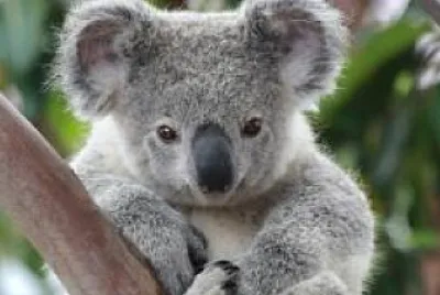 Coala