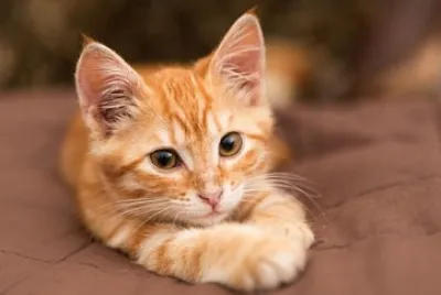 Gatito tierno