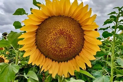 flores