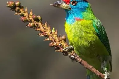 cores