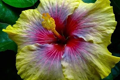flores