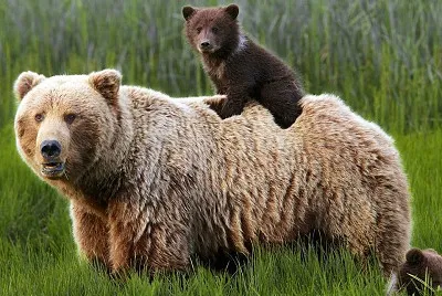 oso