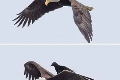 aguila