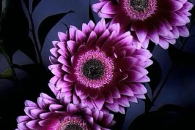 rosas uvas