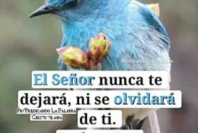 pajaro