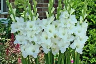 flores - Gladiolos blancos