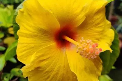 flores