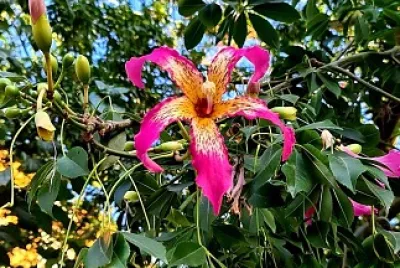 flores