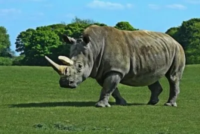 hipopÃ³tamo