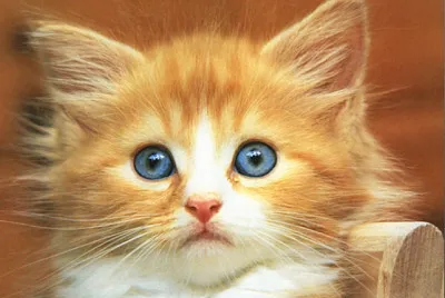 gato