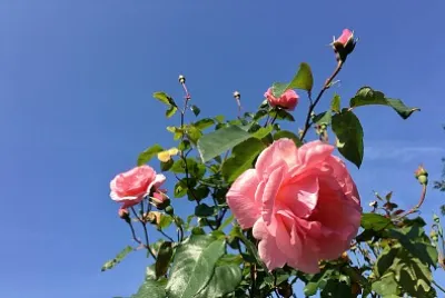 Pink Rose in a Blue Sky