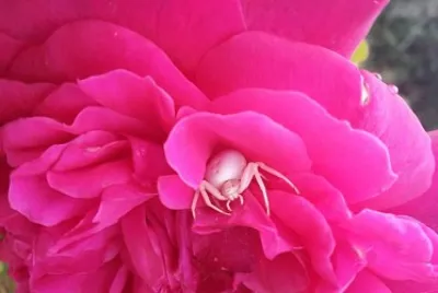 Pink Rose with Spider