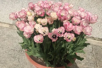 Pale Tulips in Pot