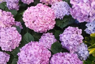 Hydrangeas