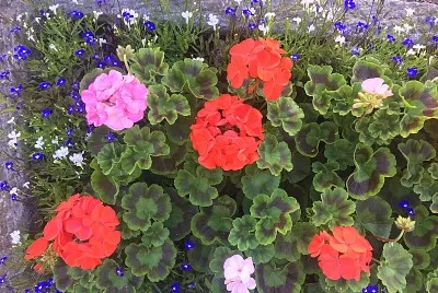 Geraniums in Trough