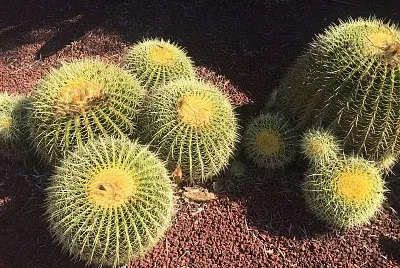 פאזל של Cacti on Gravel