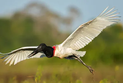 פאזל של SÃ­mbolo do Pantanal