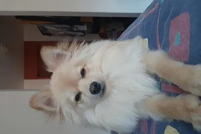 פאזל של MI PERRO