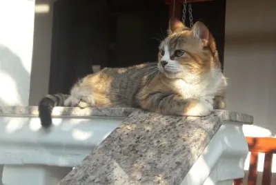 Gatinha Amora