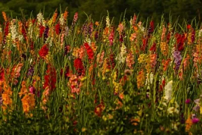 flores - Gladiolos