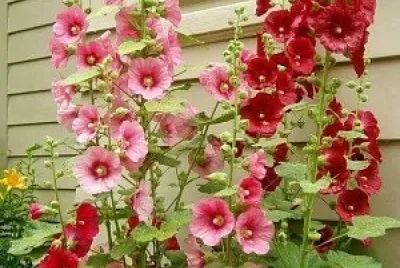 flores