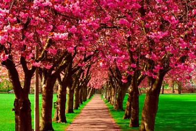 spring pink jigsaw puzzle
