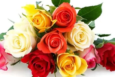 rosas de colores