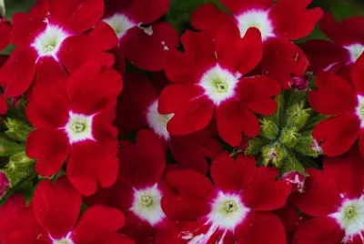 Flores