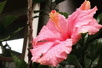 Flores