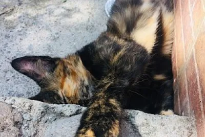 Gatos