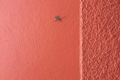 Lagartija