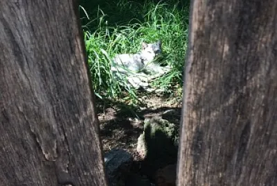 Gatos