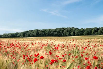 coquelicots