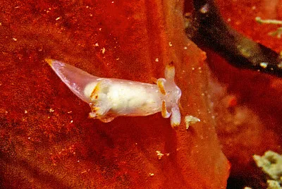 Trapania fusca