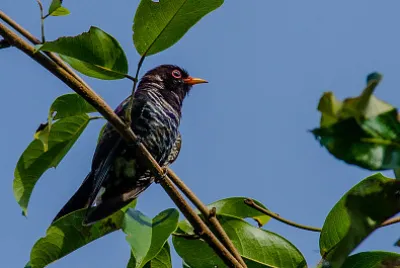 Cuculo violetto