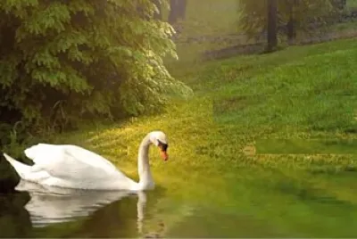 cigno