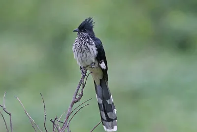 Cuculo di levaillant