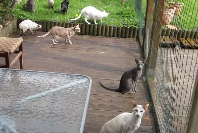 chats4