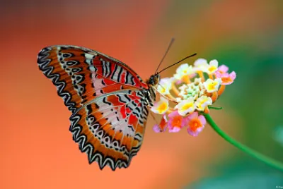 Borboleta colorida jigsaw puzzle