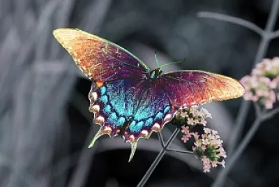 Borboleta Azulada jigsaw puzzle
