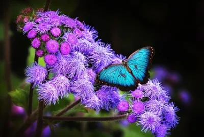 Borboleta Azul