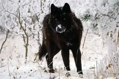 Lobo jigsaw puzzle