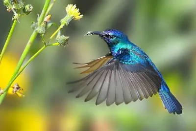 Beija Flor Azulado jigsaw puzzle