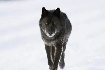 Lobo caminhando jigsaw puzzle