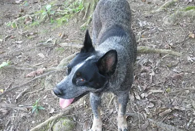 פאזל של Cachorro do Sítio