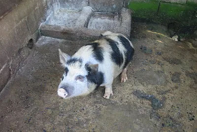 פאזל של Porco no Chiqueiro