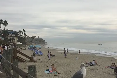 Seagull jigsaw puzzle