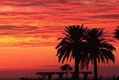 Palms at Sunset